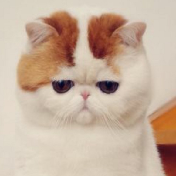 Meet your Posher, Kimberly - Picture 1 of 1